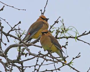 Read more about the article Animal Migrations