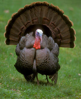 Read more about the article Wild Turkeys in Nevada