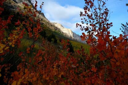 Read more about the article Why do Leaves Change Color in the Fall?