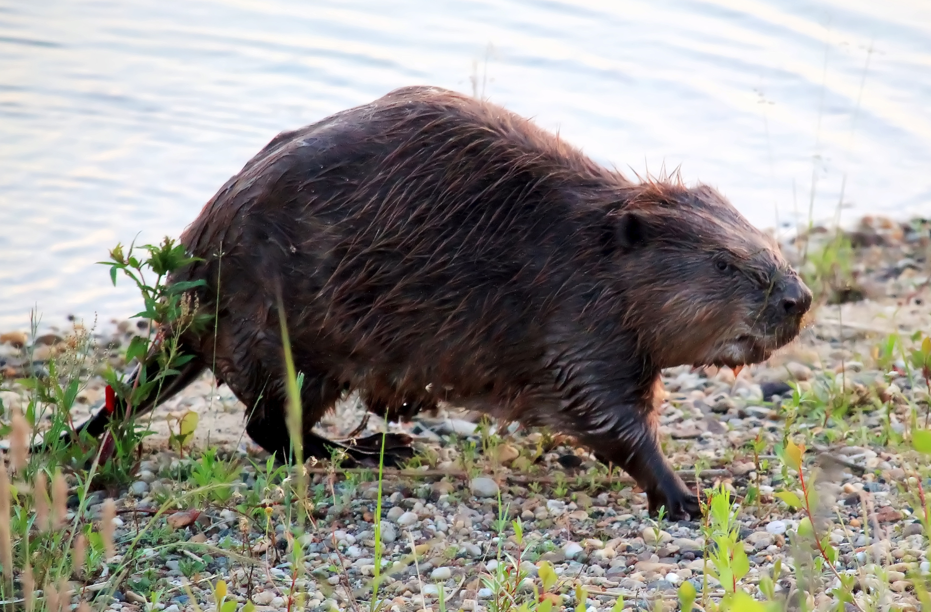 Read more about the article Beavers: Forest Firefighters