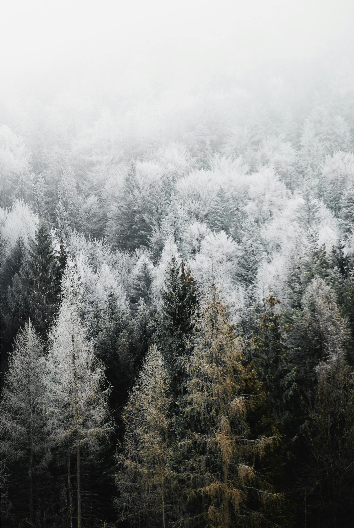 Read more about the article We need YOU! (to cut down Christmas Trees)