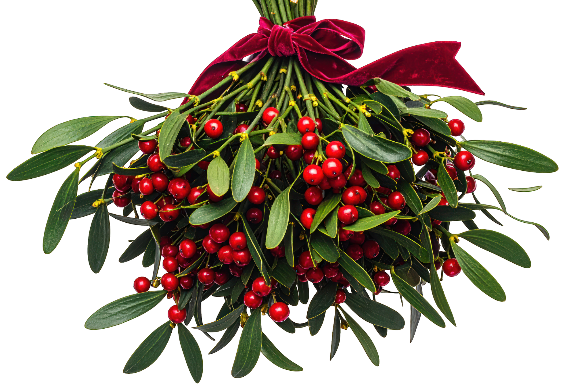 Read more about the article Mistletoe: Sensual Shrub or Parasitic Plant?