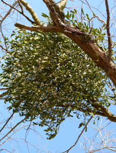 Mistletoe in the branches of a tree