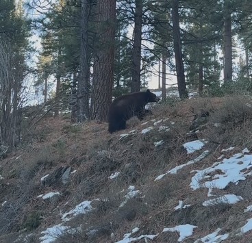 Read more about the article Bear snores on